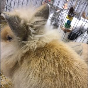 Meet your Posher, Squid